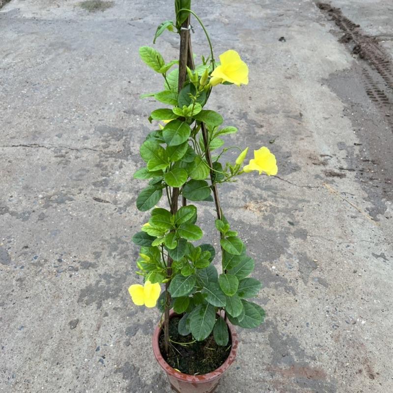 Cây hoa huỳnh anh cao 1m2, cây hoa leo giàn nở hoa rực rỡ đẹp mắt, trồng trang trí ban công, sân vườn