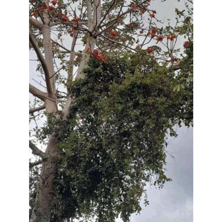 Cây giống Gạo Tía