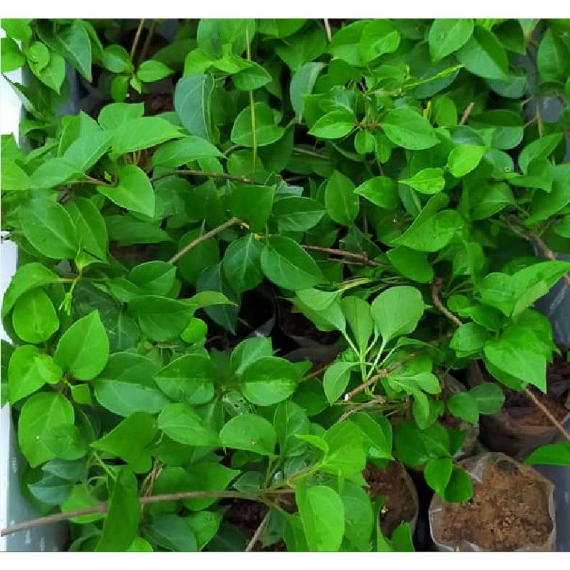 Combo 3 gói hạt giống cây lá giang f1 --gói 10 hạt-tặng kèm 1 gói phân bón