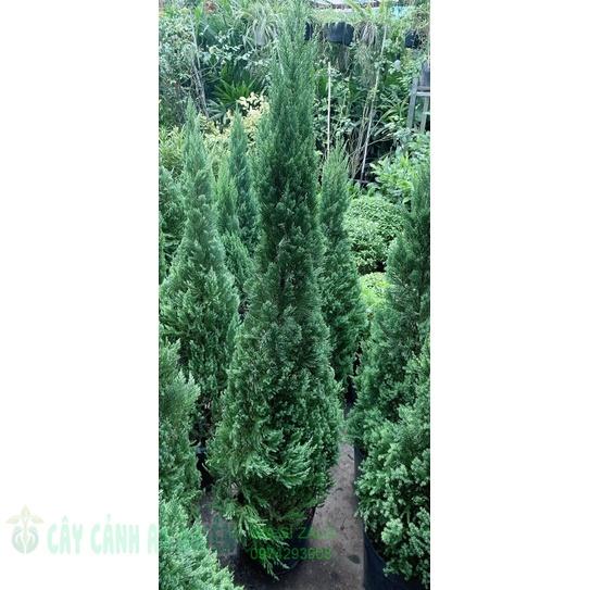 Tùng Trang Trí Noel Hàng Lớn