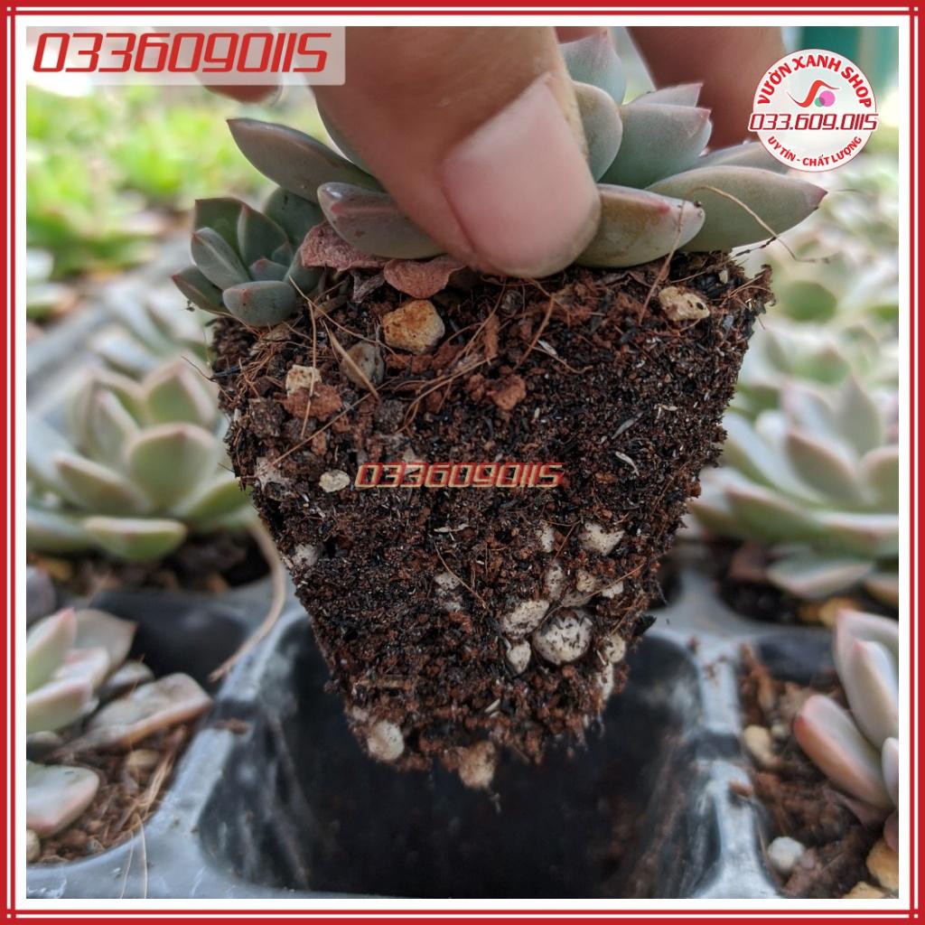 300g Giá thể trồng sen đá, xương rồng soil mix, đất trồng sen đá