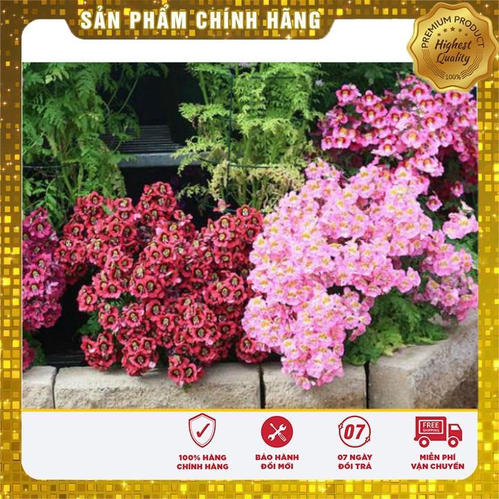 Hạt giống hoa bướm cali nhiều màu dễ trồng chậu gói 50 hạt