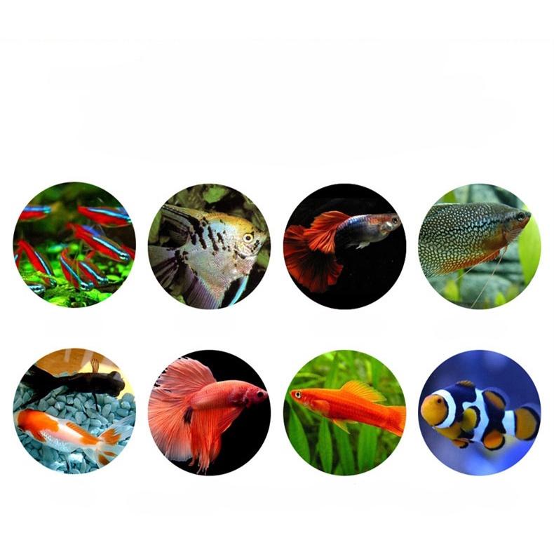 Thức Ăn Cá Cảnh Sanyou Fish Food | Cám Tổng Hợp Dành Cho Các Loại Cá Neon, Bảy Màu...Các loại cá thuỷ sinh
