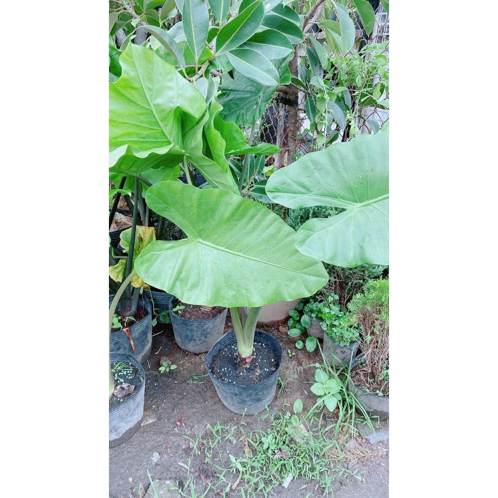 Cây Ráy Voi Hàng Lớn