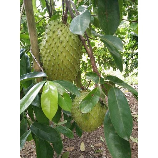 Cây MÃNG CẦU GAI