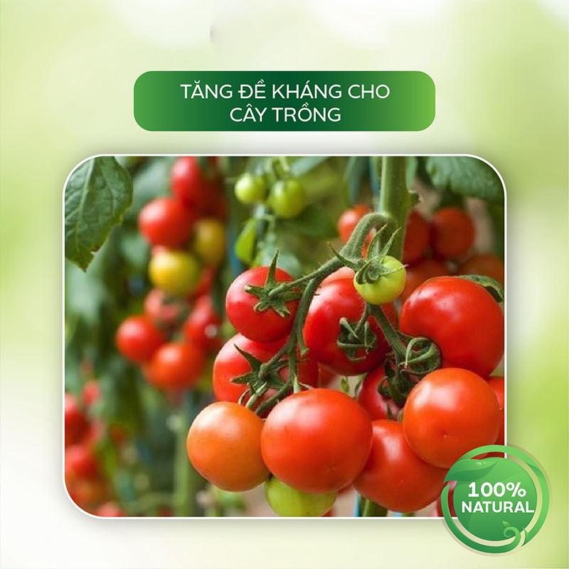 Nano Elicitor Cà Chua Sinh Học AT 250ml Chống Xoăn Ngọn, Không Sượng Trái Cà Chua Ớt, Kích Kháng Virus