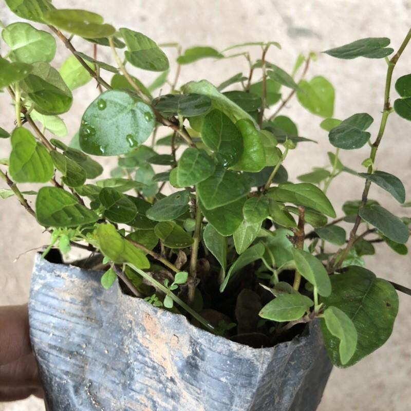 CÂY VẢY ỐC TRỒNG BỊCH ĐEN NHIỀU NGỌN SUM SUÊ DÀI 15-20CM CÂY SỐNG KHỎE THÍCH HỢP LÀM CÂY LEO BÁM