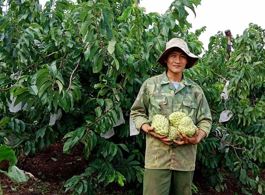 Cây giống Mãng Cầu Na Thái lan F1 Chuẩn Giống