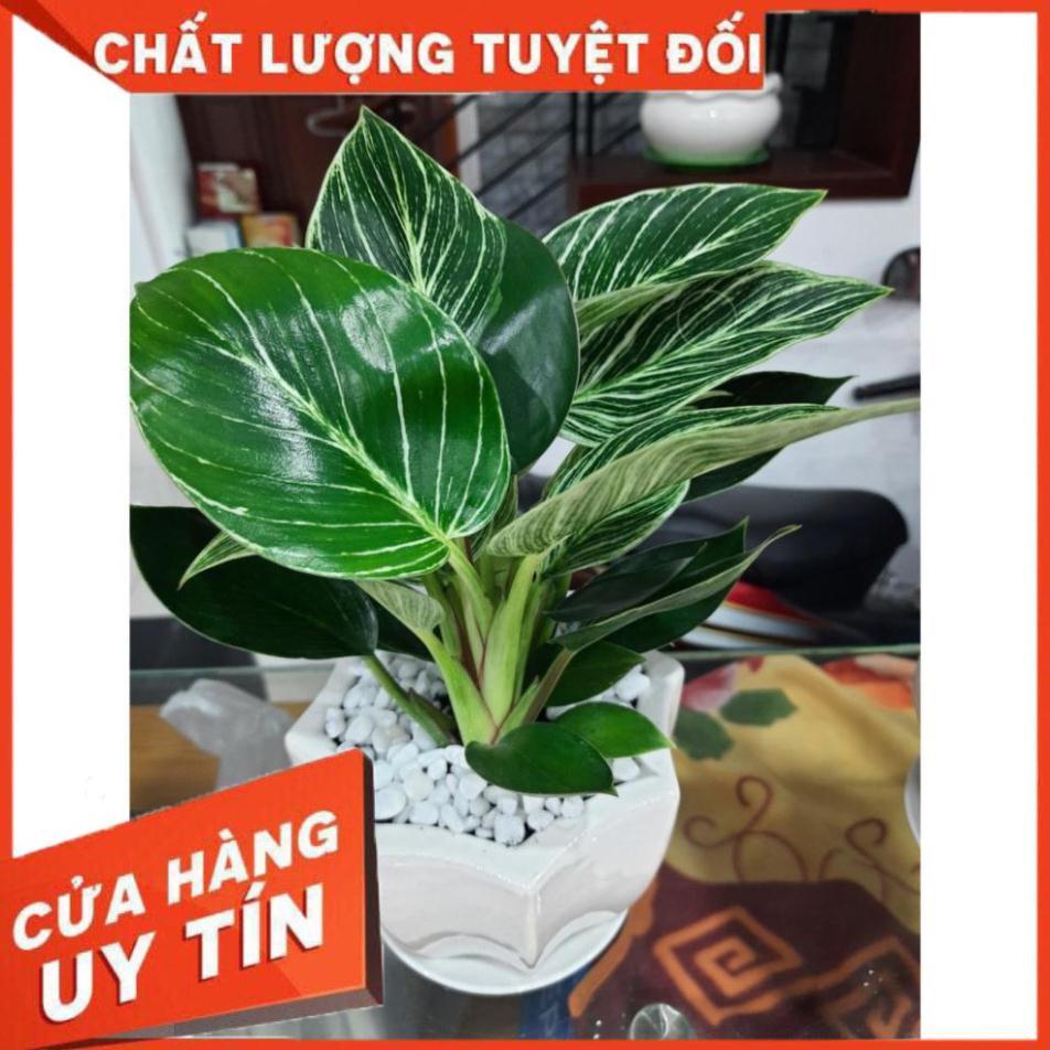 Chậu Cây Trầu Bà Kim Cương