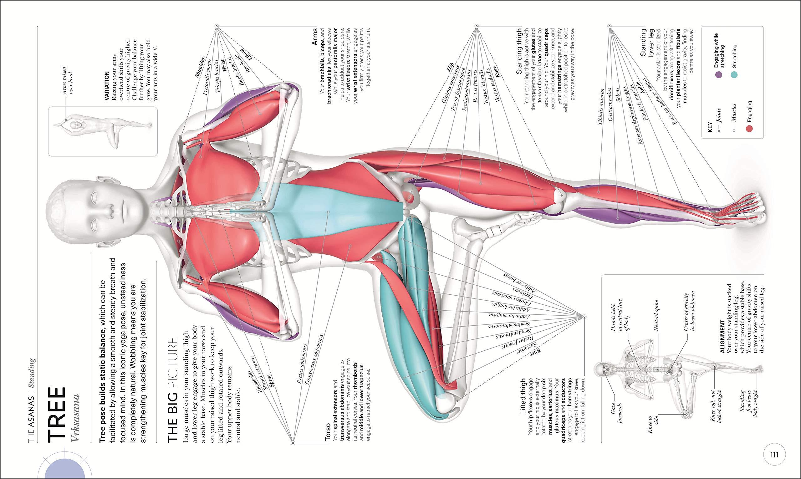 Science Of Yoga: Understand The Anatomy And Physiology To Perfect Your Practice