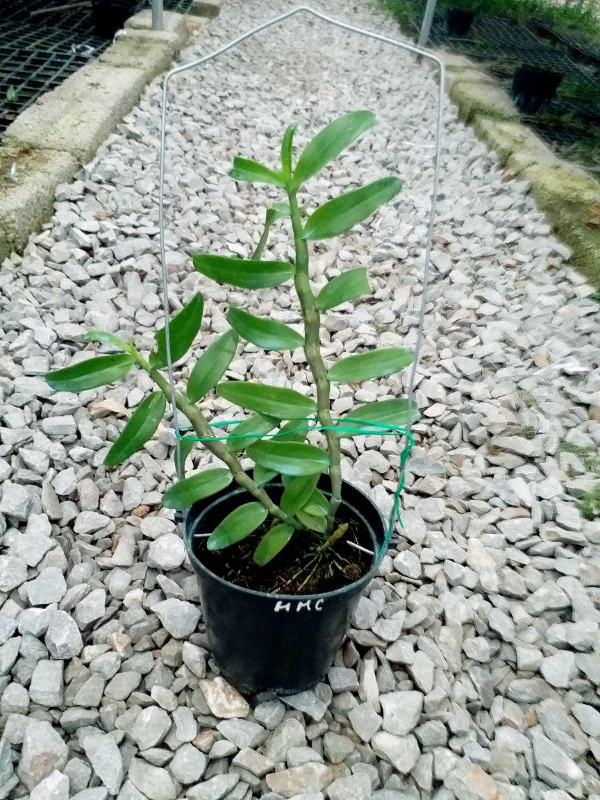 CHẬU HOA LAN PHI ĐIỆP HỒNG MINH CHÂU CÂY GIỐNG CẤY MÔ SIÊU ĐẸP cam kết chất lượng UY TÍN CHẤT LƯỢNG