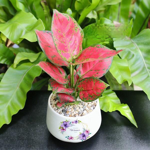 Cây Vạn Lộc Đỏ - Cây Hồng Lộc