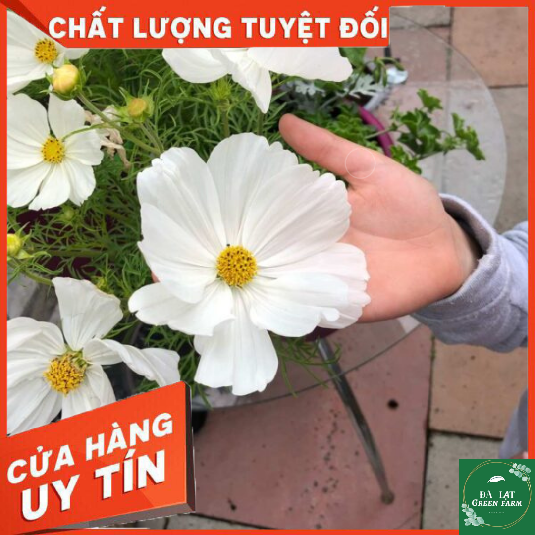 50H_Hạt Giống Hoa Sao Nhái/ Cánh Bướm Trắng