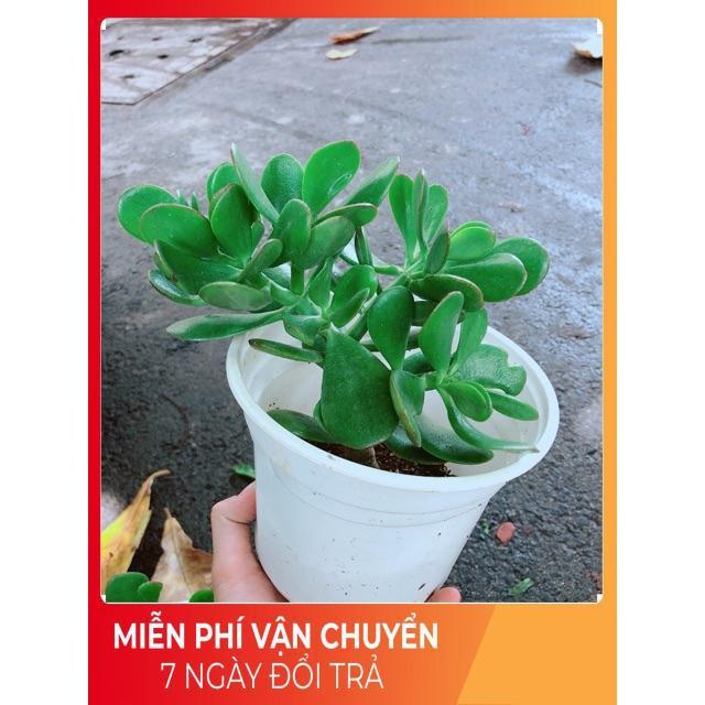 Chậu Ngọc Bích
