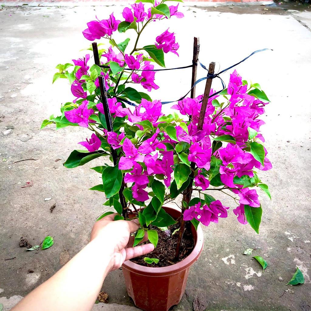 Cây hoa giấy hồng đang hoa cao 50-70cm