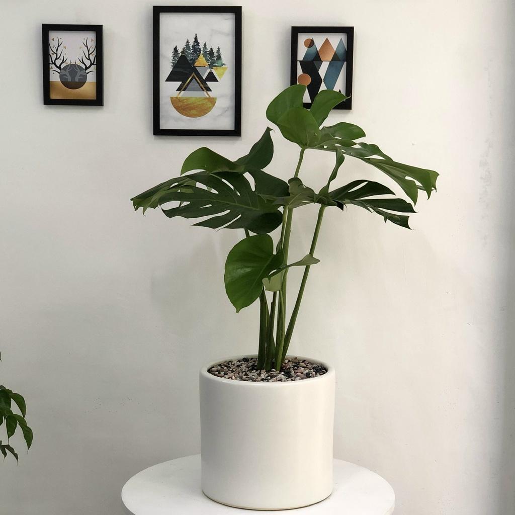 Cây Monstera Deliciosa Trầu Bà Lá Xẻ