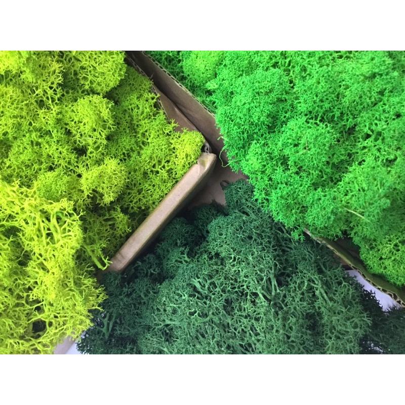 Rêu tuần lộc, cỏ làm mô hình, nhà que kem, sa bàn, terrarium, tiểu cảnh