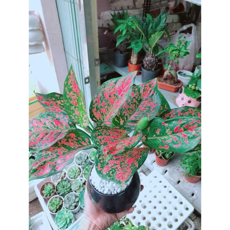 Chậu vạn lộc Bán Chạy