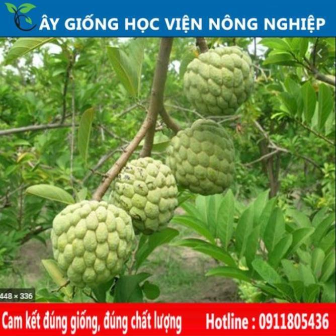 Sản phẩm Cây Ăn Trái cây giống na thái