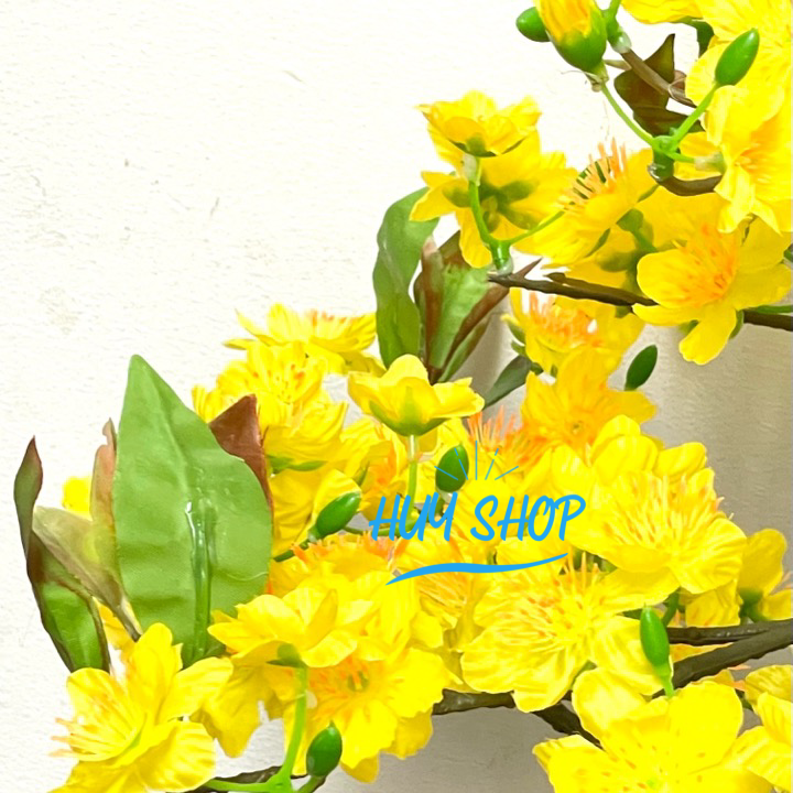 Hoa trang trí Ngày Tết - Chậu HOA MAI Vàng  để bàn trang trí nhà cửa
