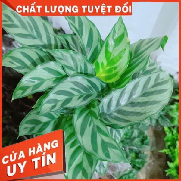 Chậu đuôi công xanh lá nhỏ