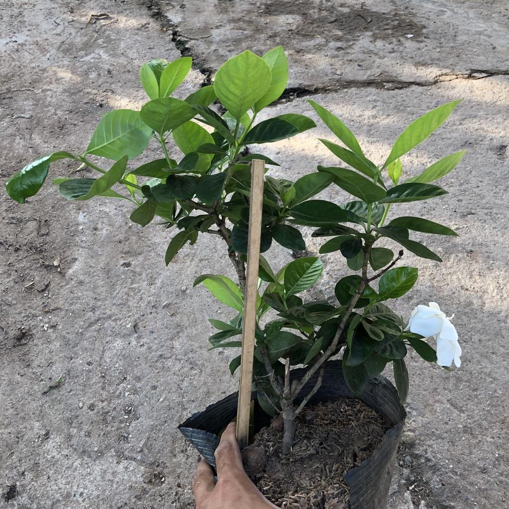 Cây hoa bạch thiên hương hoa kép, cây cao 25-30cm nhiều nhánh sum suê tán tròn lá xanh đẹp hoa cực thơm