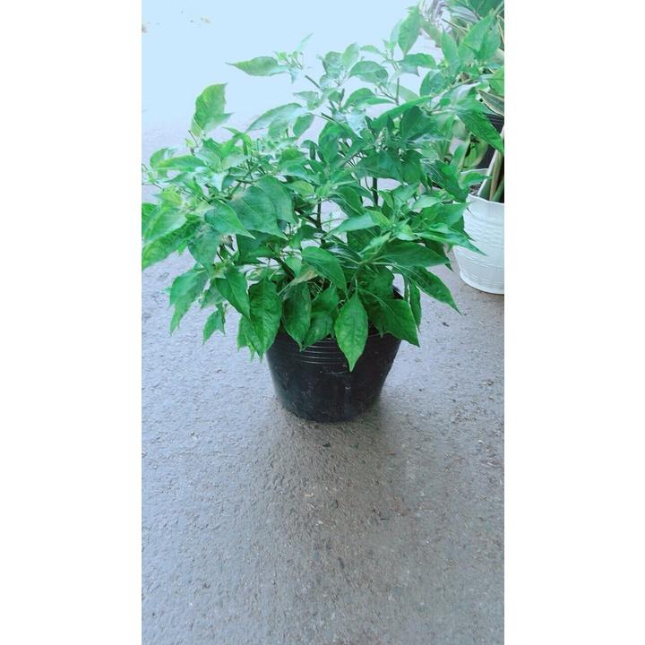 Ớt Chỉ Thiên