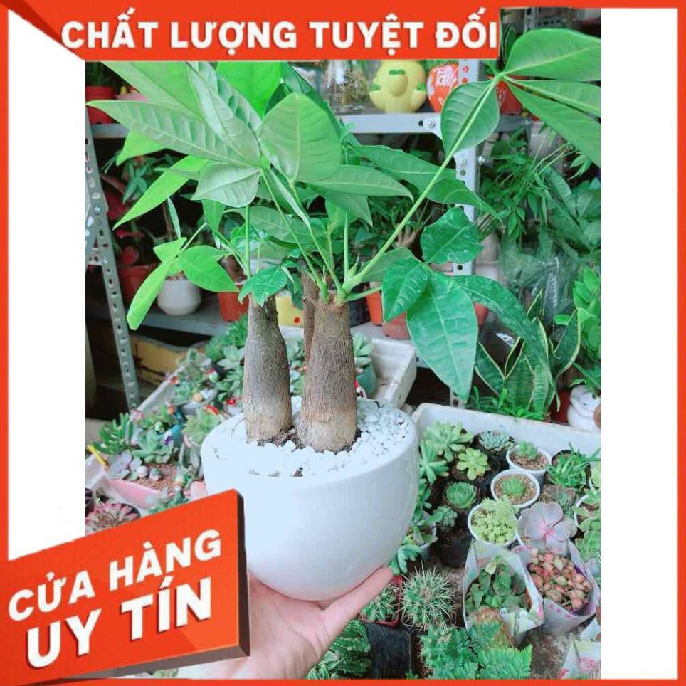 Chậu Kim Ngân 3 Thân Nhiều Người Mua