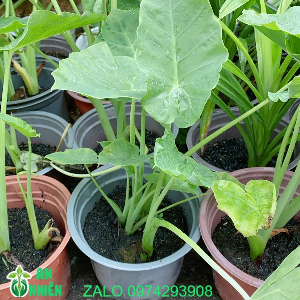 Bạc Hà Nấu Canh