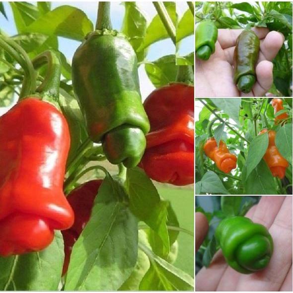 Hạt giống Ớt Peter, ớt Cu Tý -gói 10 hạt/tặng kèm gói phân bón lót