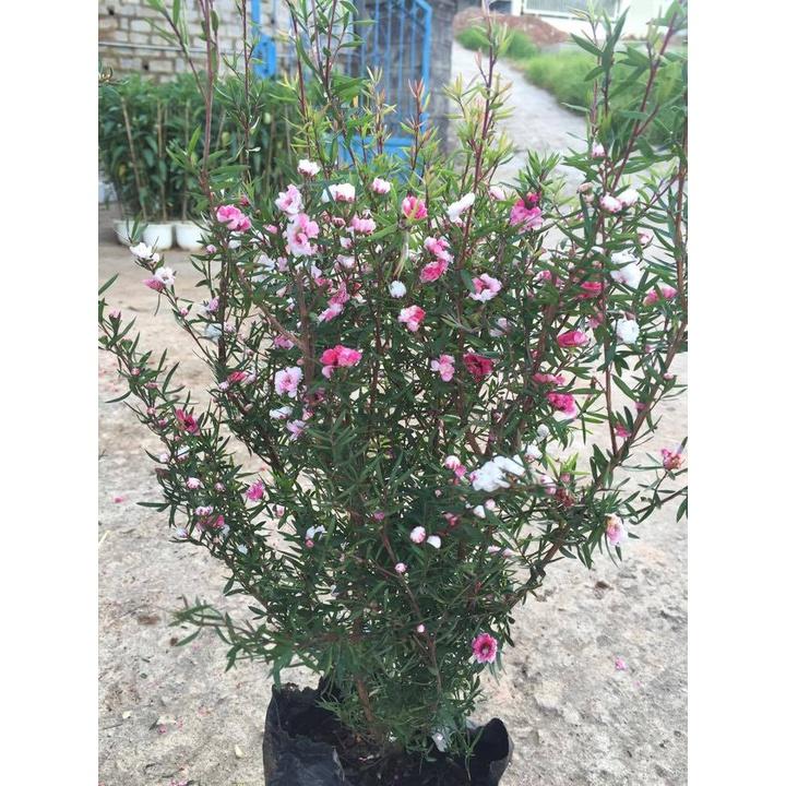 CÂY TÙNG TUYẾT MAI ĐANG HOA- CÂY LỚN