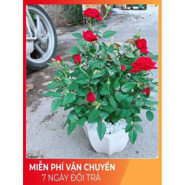 Chậu Hoa Hồng Có Hoa Sẵn