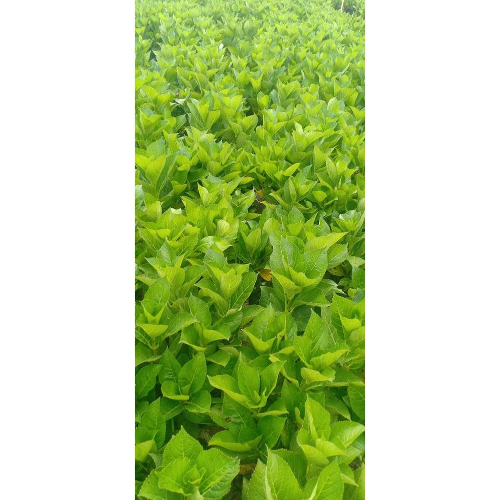 Cây hoa cẩm tú cầu - Cây trưởng thành đang xoáy nụ hoặc đang nụ