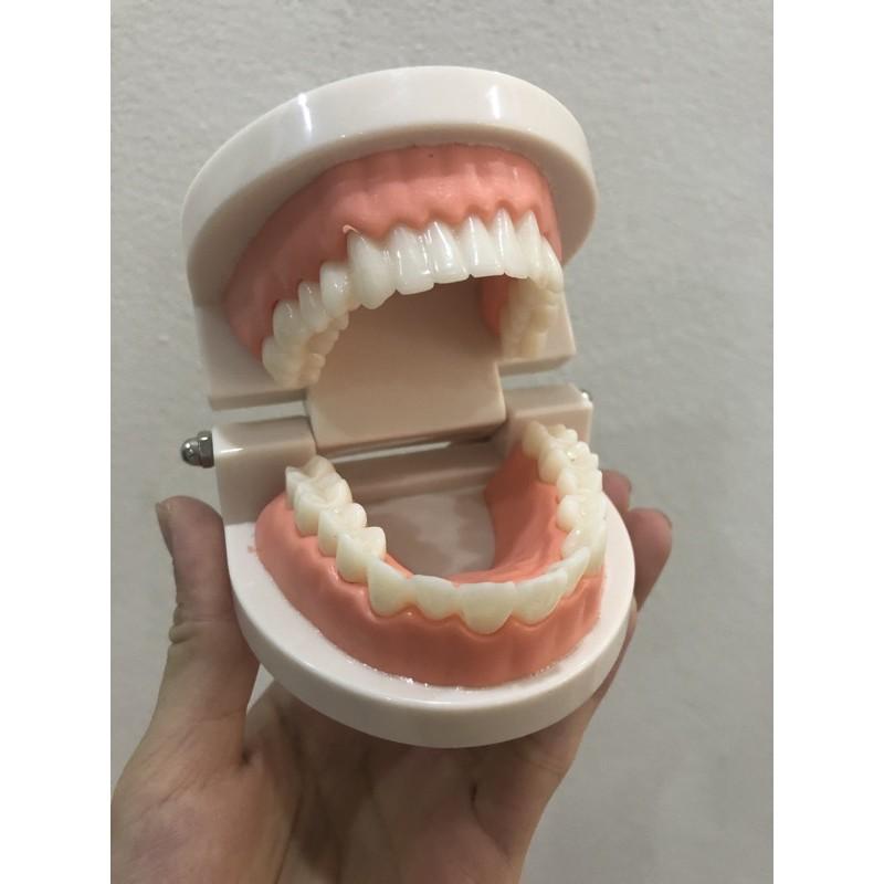 mô hình hàm răng
