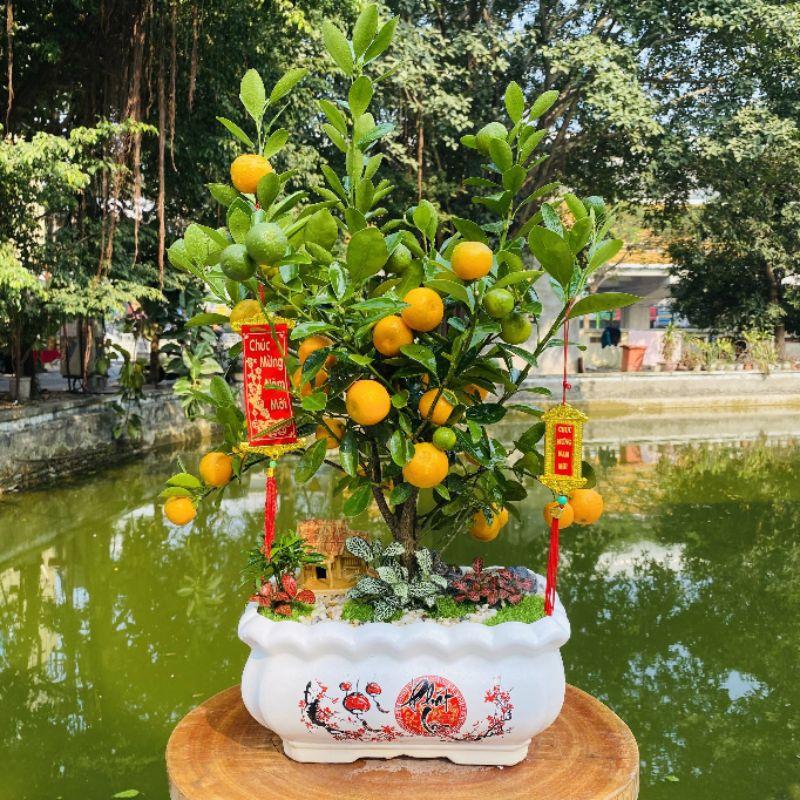 Chậu quất tiểu cảnh tài lộc chưng Tết - cây quất cảnh phối tiểu cảnh tài lộc để bàn