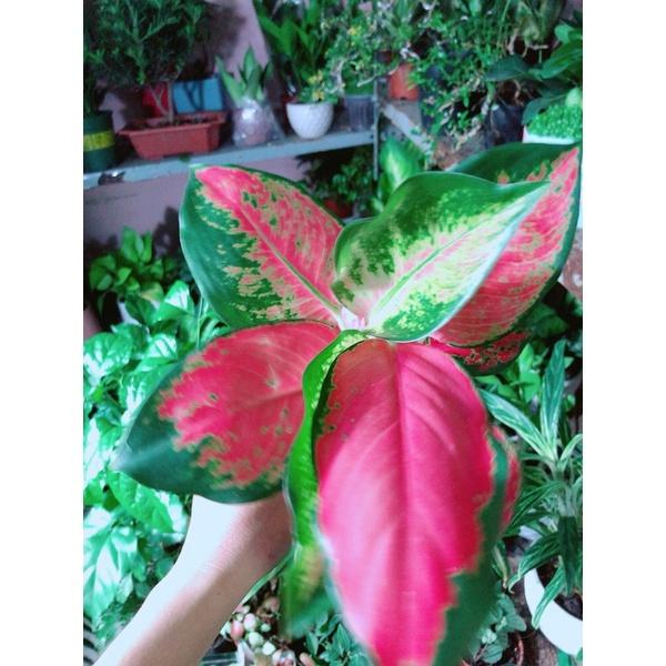 Cây Huyết Rồng