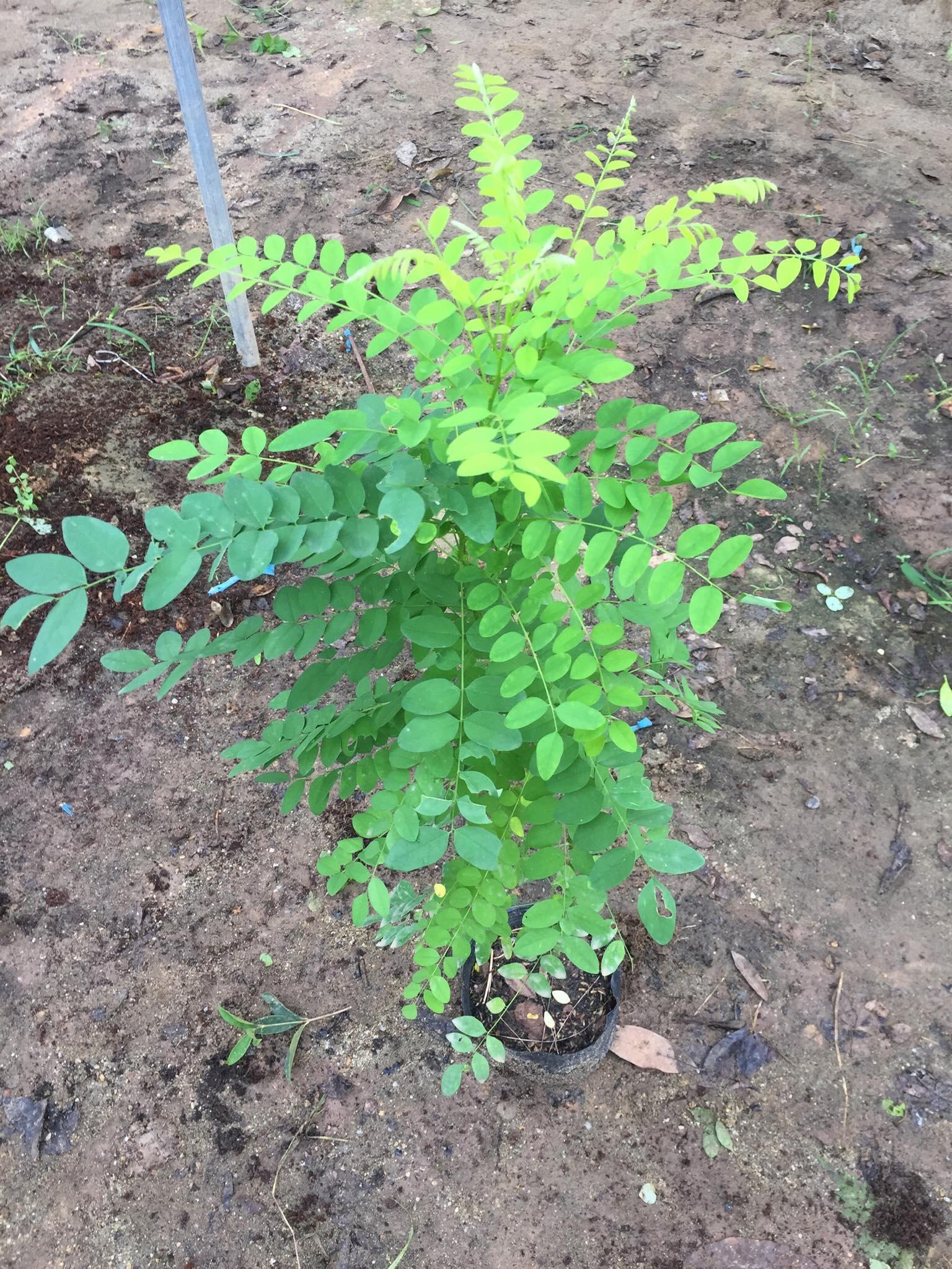 Cây hoa hòe, giống cây hoa hòe, cây cao đẹp bầu lớn