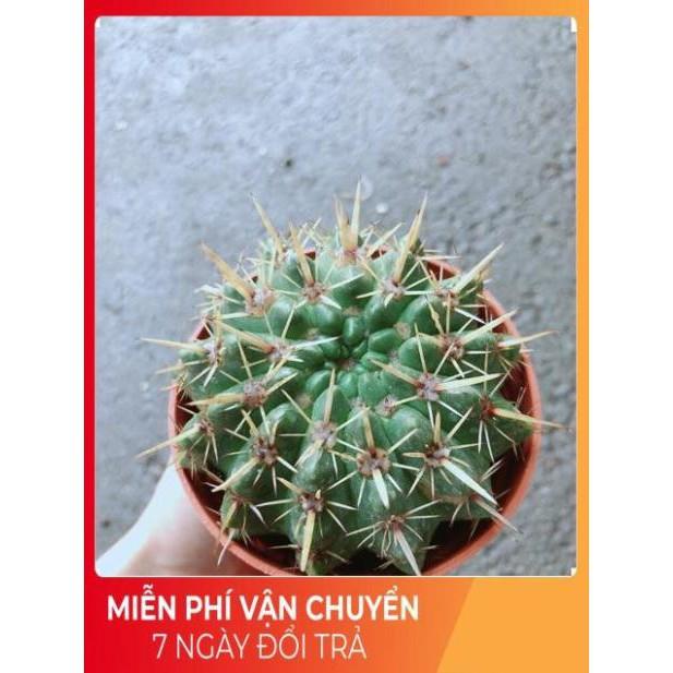 Xương Rồng Trúc Ngọc