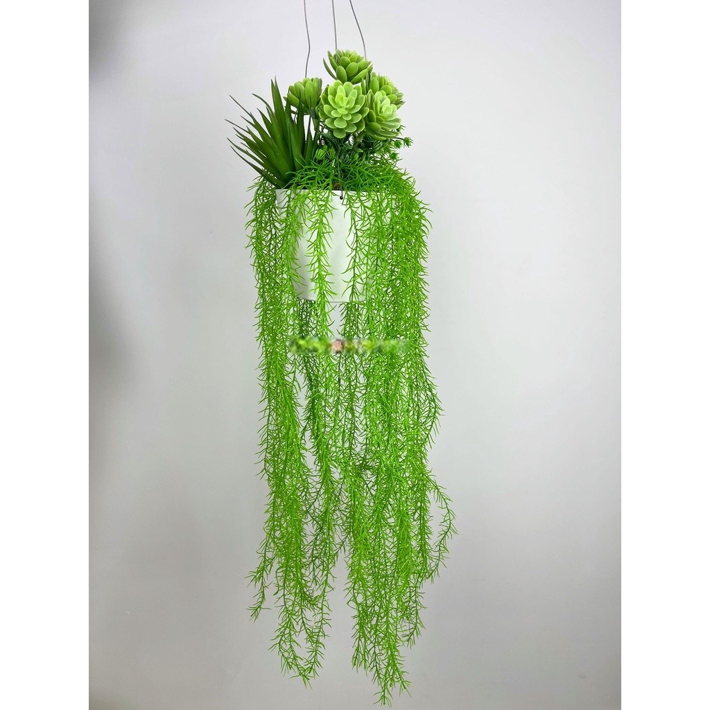 Chậu cây rủ , cụm dây leo rủ trang trí
