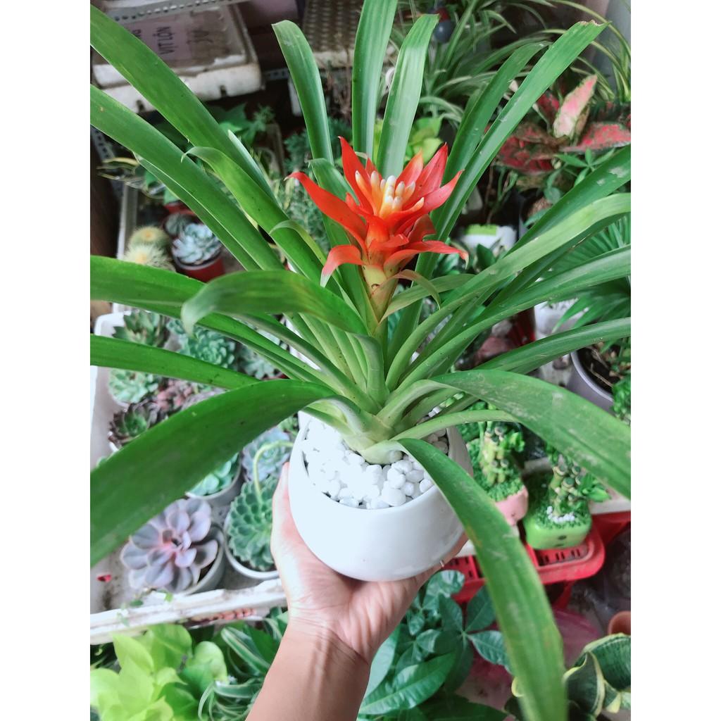 Chậu cây phong lộc hoa