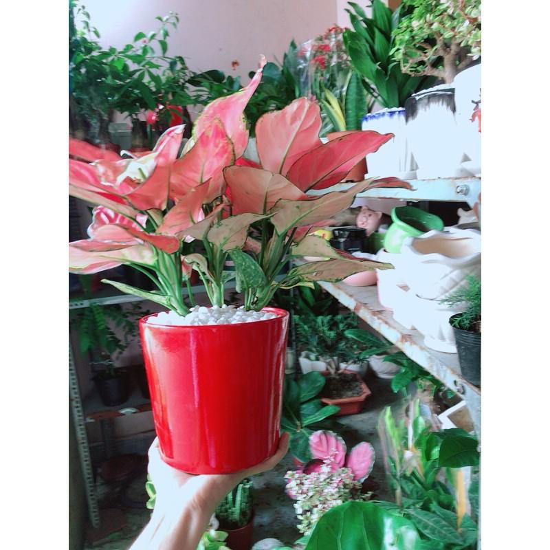 Chậu Cây Vạn Lộc Hồng Lớn