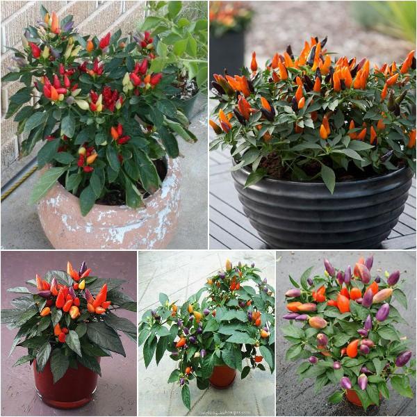 Hạt giống ớt đào tiên 20 hạt/gói