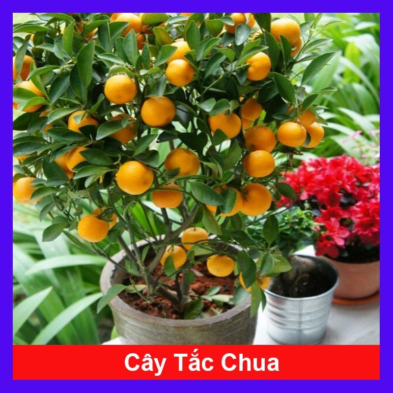 Cây tắc chua ( cây quất, cây hạnh ) - cây đang cho trái + tặng phân bón