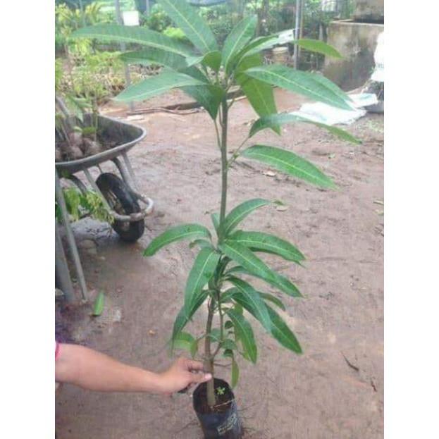 Sản phẩm CÂY XOÀI THÁI TÍM