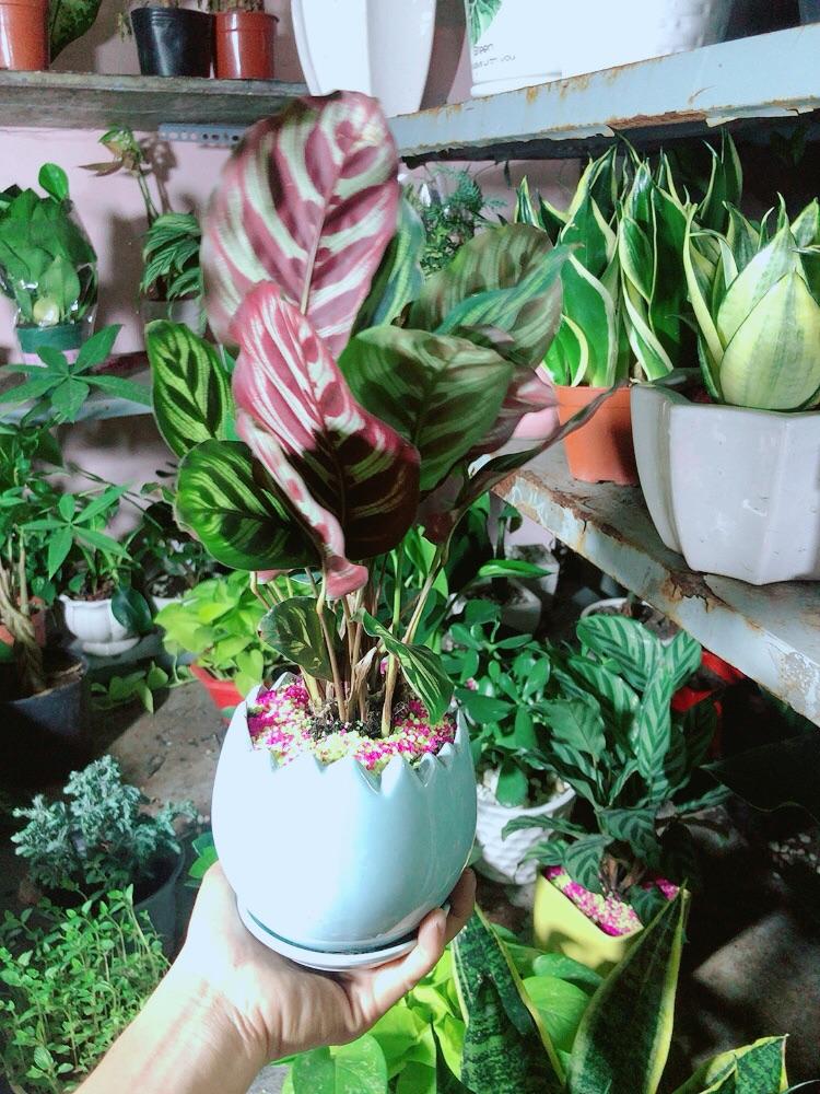 Chậu Cây Đuôi Công