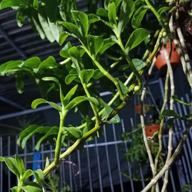 Lan phi điệp tím mặt hoa cực đẹp