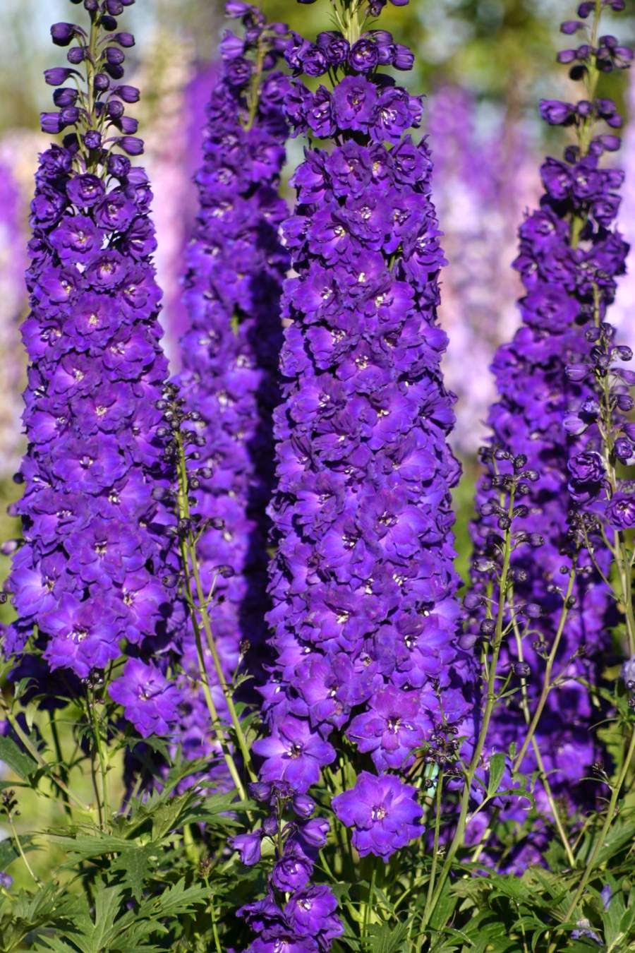Bộ gói hạt giống Phi yến (Violet)