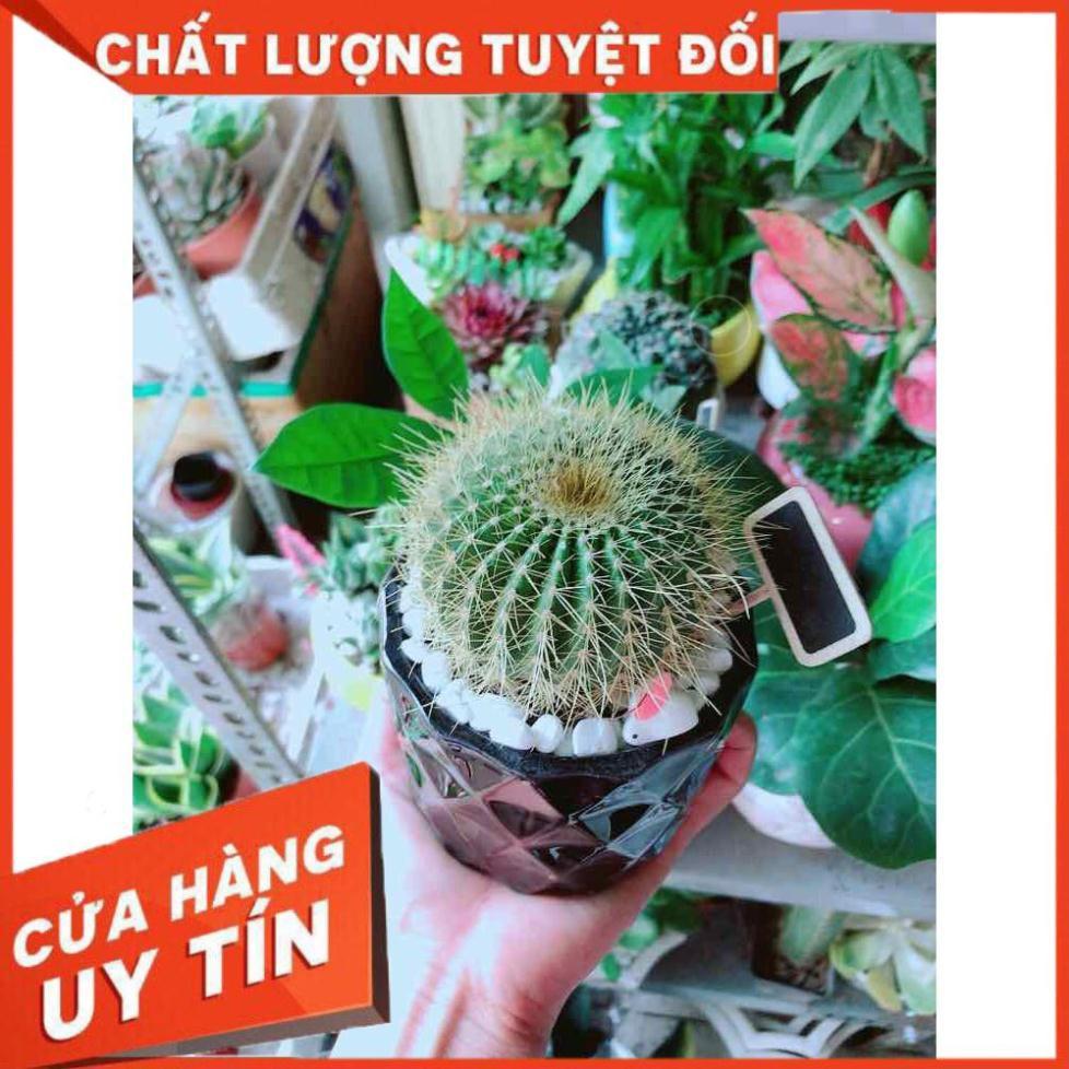 Hình ảnh Chậu Xương Rồng Trạng Nguyên Nhiều Người Mua