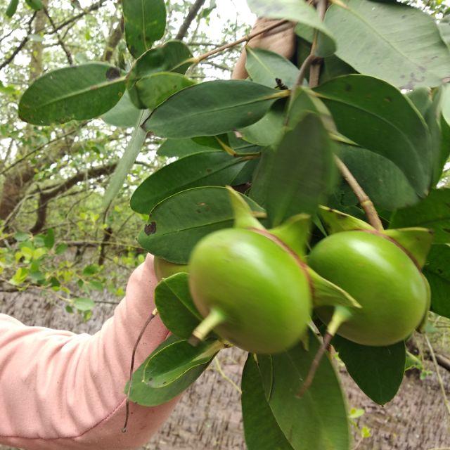 Cây bần giống