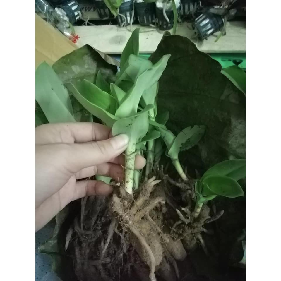 Siêu kích thích ra rễ